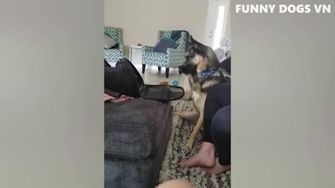Funny Animals