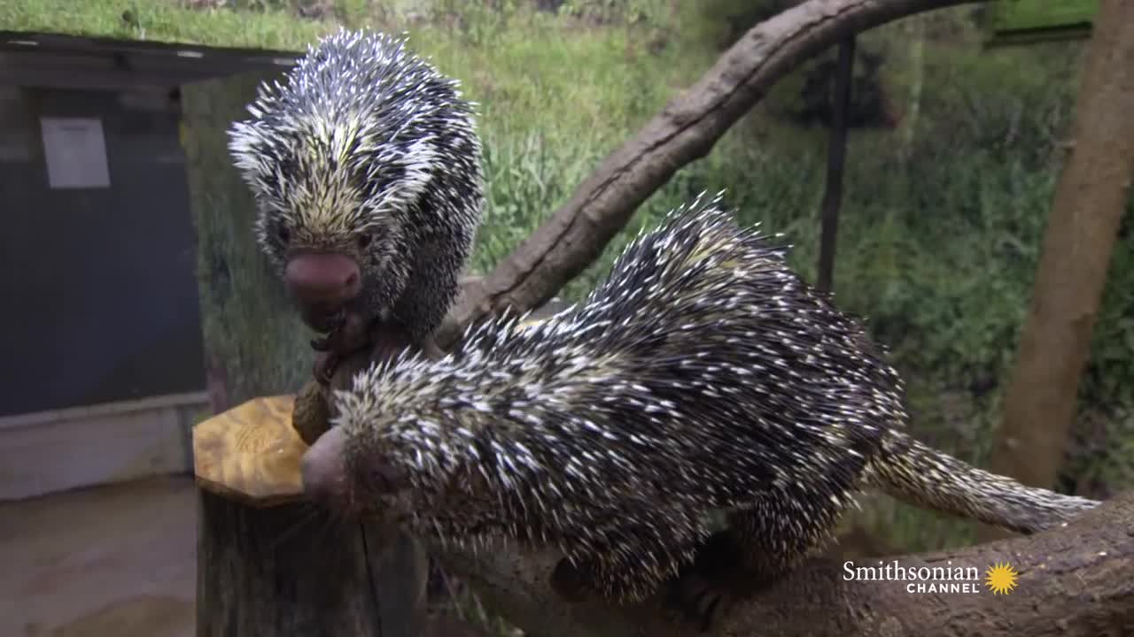 ​Can a Porcupine Shoot Its Quills?