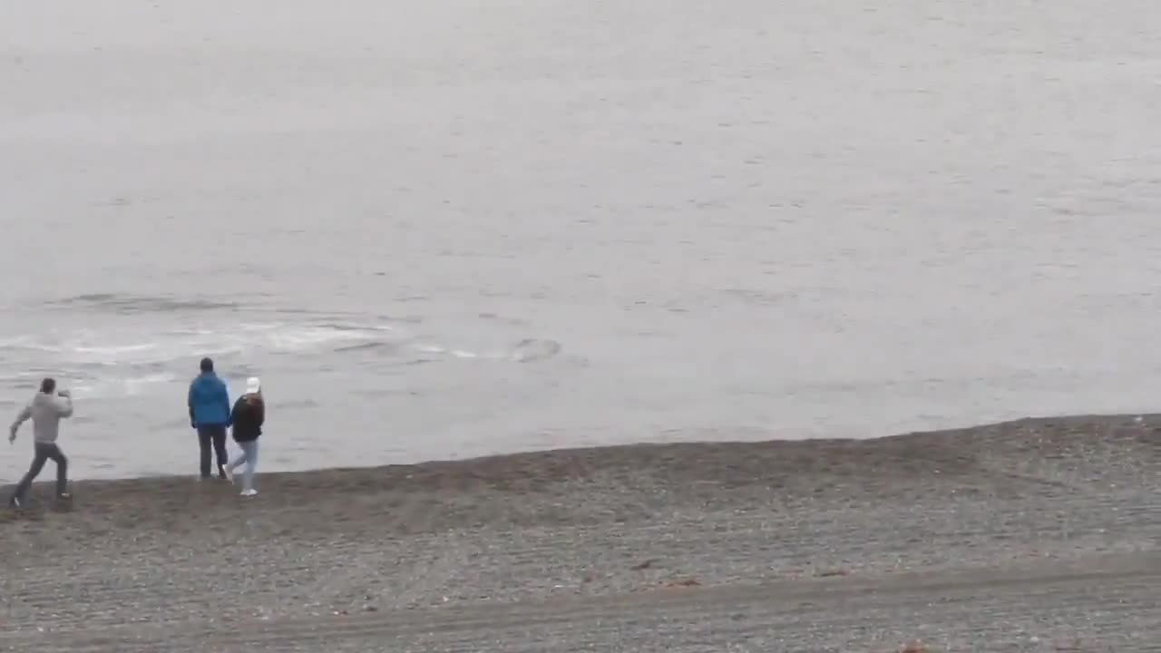 People At Beach Get Excited Looking At Whales Swimming Close to Shoreline