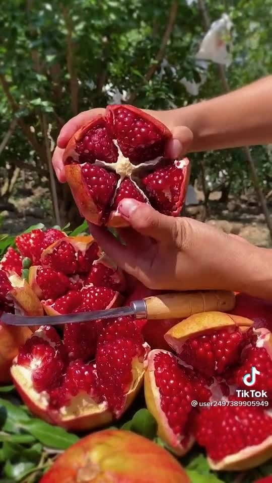 Pomegranate plantation