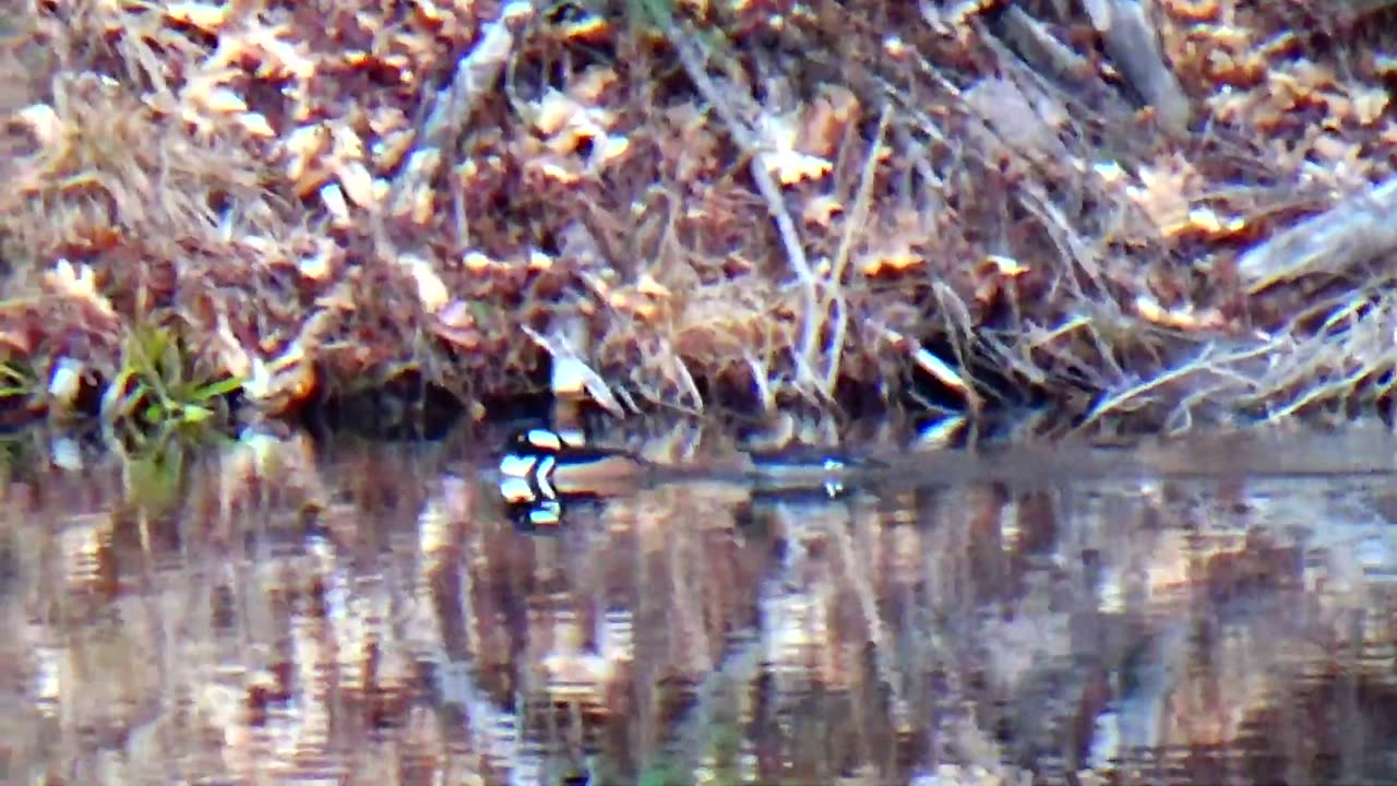 Hooded Mergansers