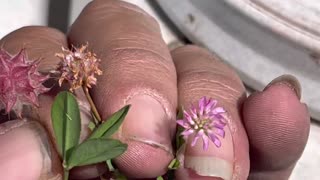 Three different versions of the same flower