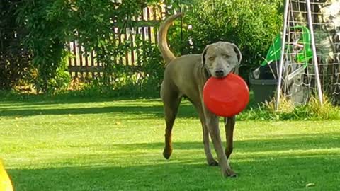 Labrador Action