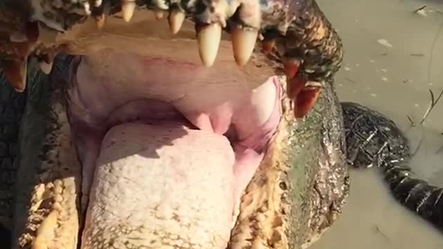 Inside the Jaws