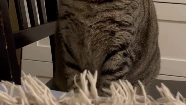 Cute Cats Bored #6 - Cute Cats