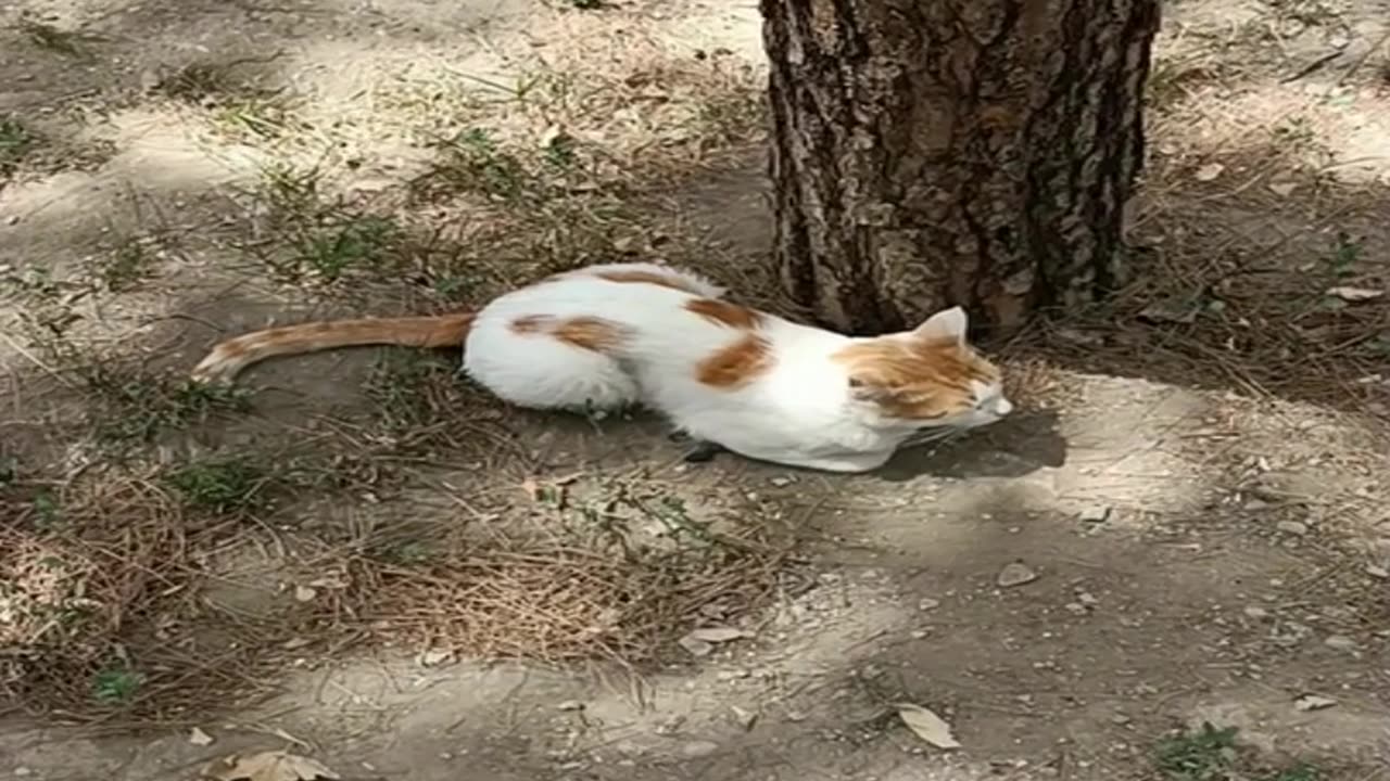 A cute and beautiful cat is resting