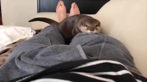 otter that opens the door all by itself to go meet his owner!