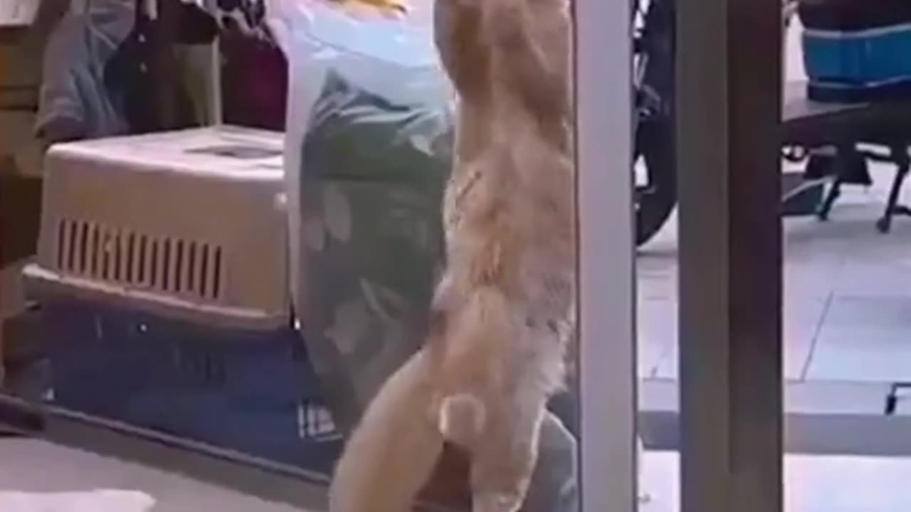 Cute 🥰 cat dancing video