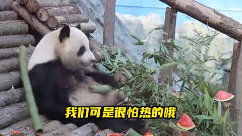 Pandas show on National Day