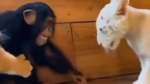 Tiger baby playing chimpanzee