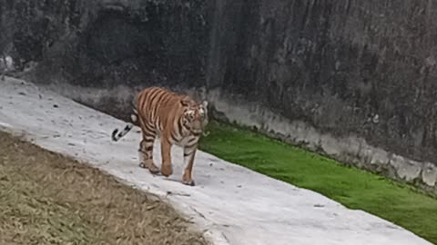 Tiger Attack in Delhi Zoo🐅 🐯