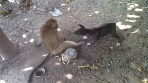 Monkey vs dog real fight - funny dog vs monkey video l funny video l comedy videos