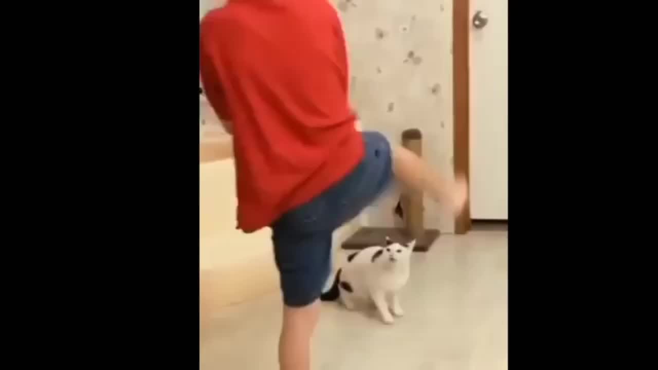 Cat video