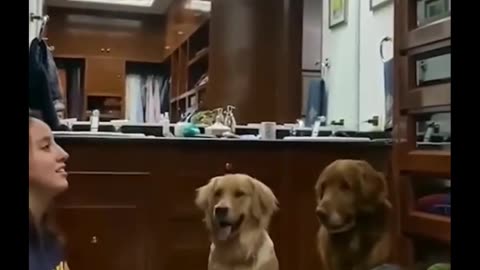 Dog funny videoooooo