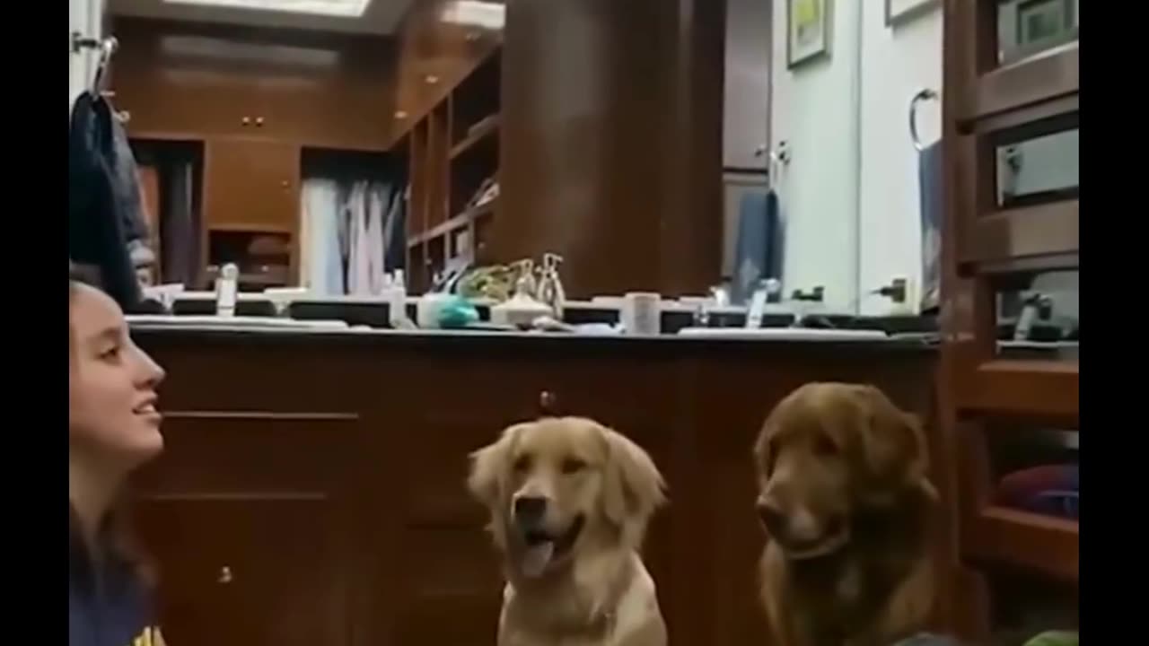 Dog funny videoooooo