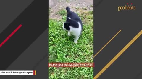 Senior street cat gets his first taste of indoor life