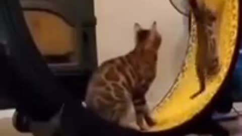 So cute cat funny video