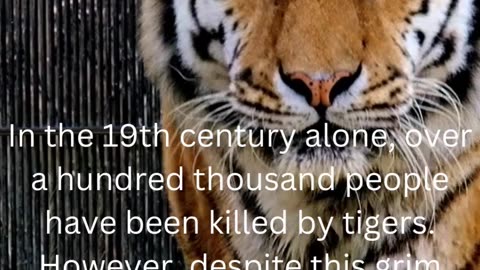 facts about tigers.....33/50
