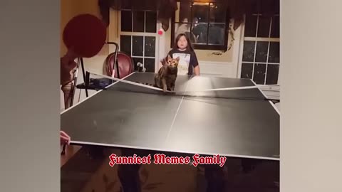 funny cat video