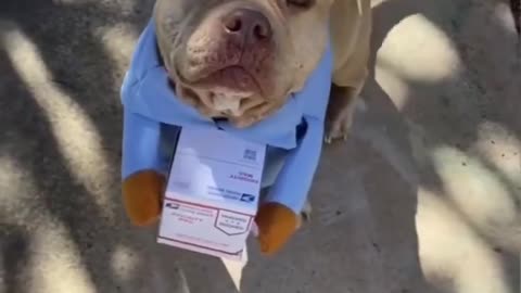 Mail carrier doggy