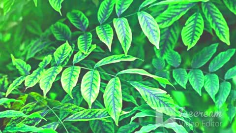 Relaxing Music | Sleeping, Meditation, Stress Relief | [1053] ⭐️