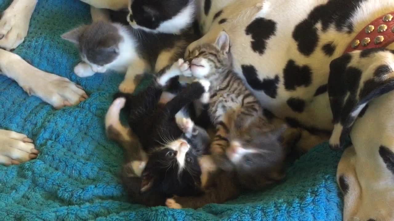 Foster kittens completely invade Dalmatian's bed