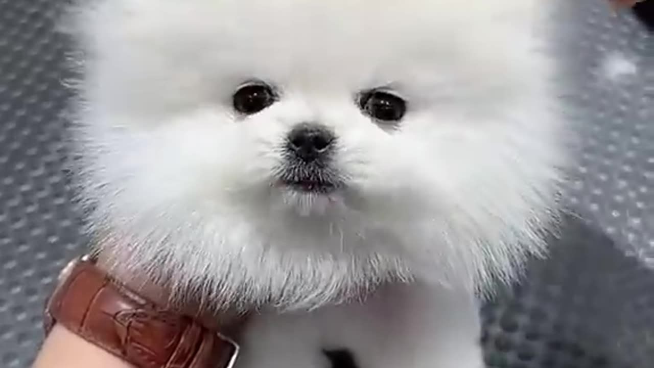 Dog very cute & buttyfull Dog..*#