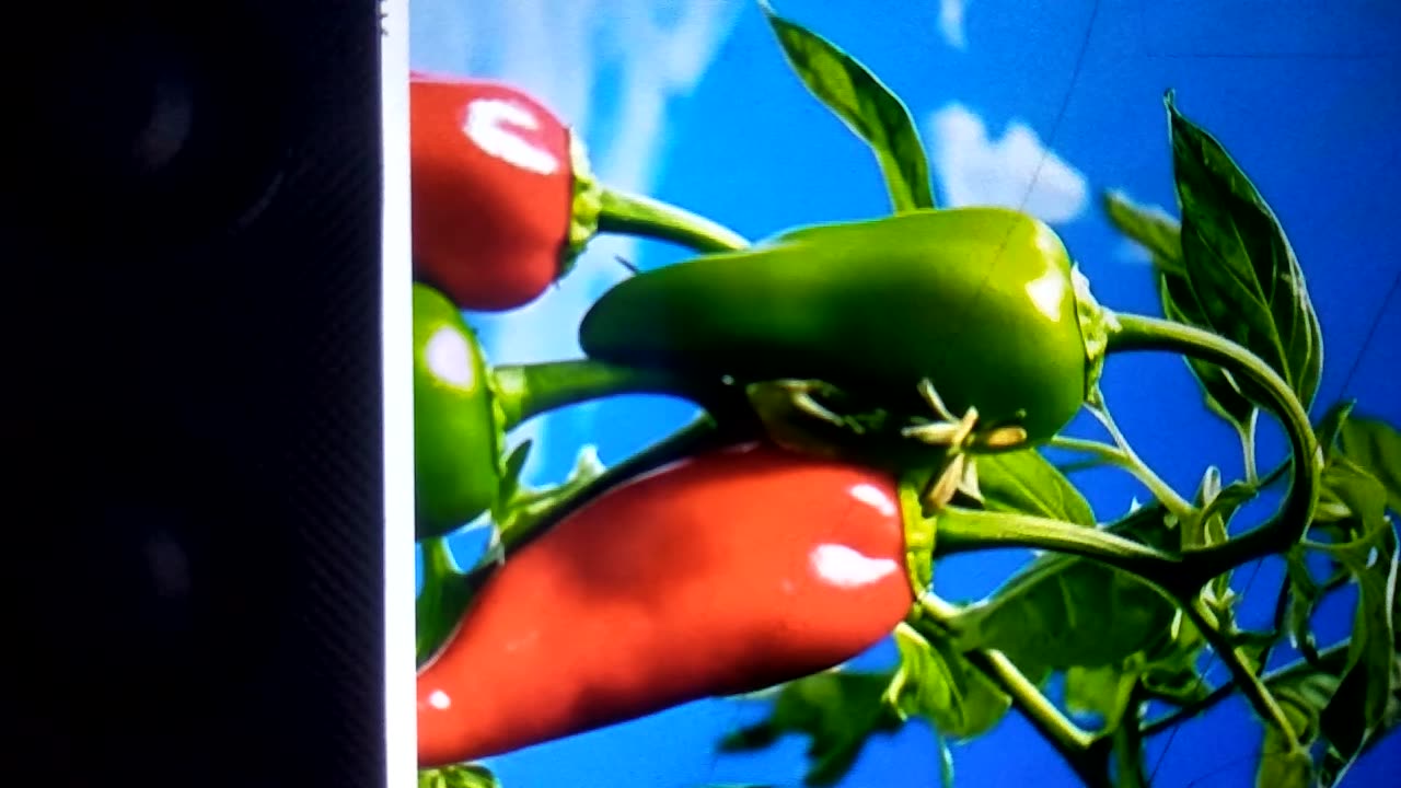 Red chilli plants after few day green change colour as red