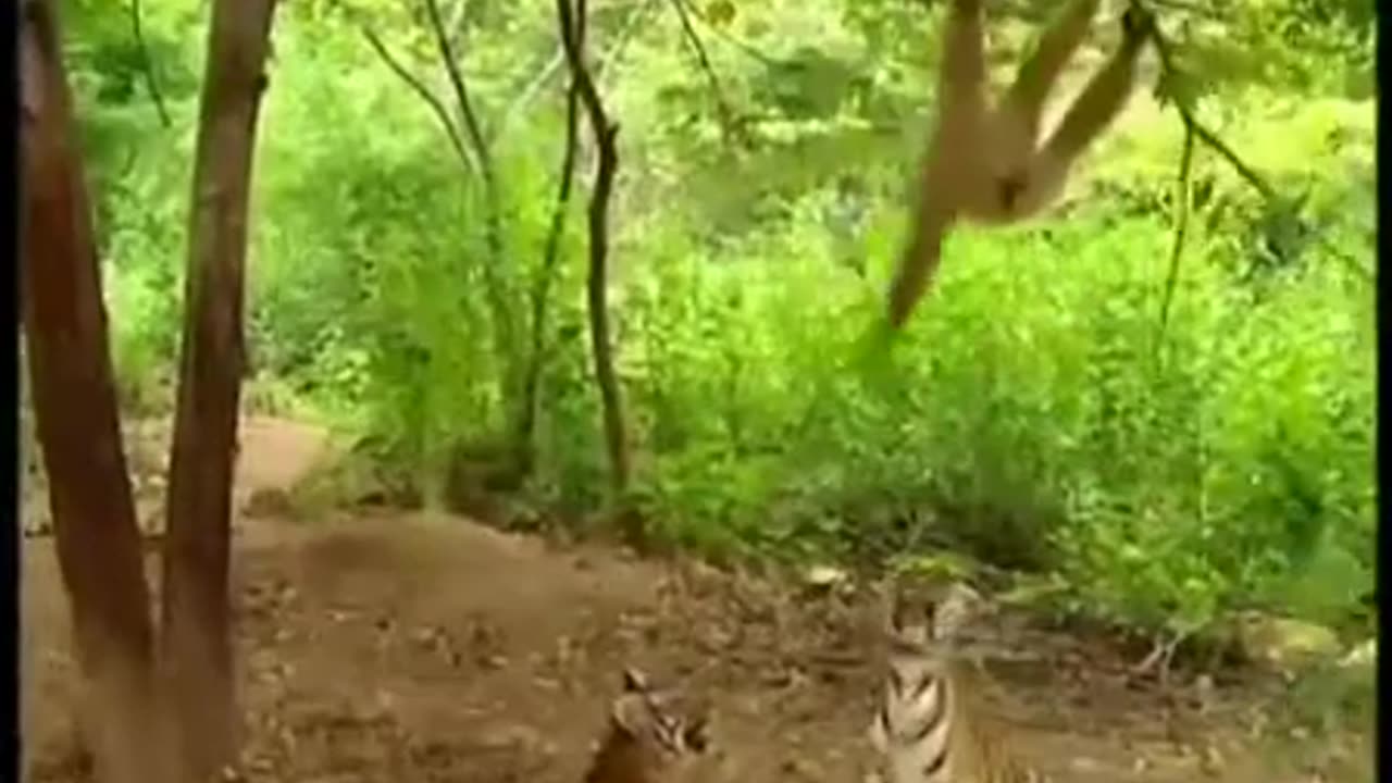 Funny monkey & tiger fights.