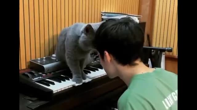 Funniest cat videos #40 - HILARIOUS!