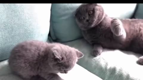 Lovely cat. Cat funny video