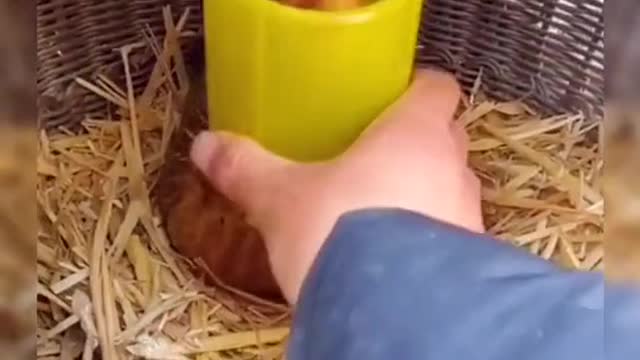 Ingenious Ways Of Stealing Eggs From Aggressive Hen 2