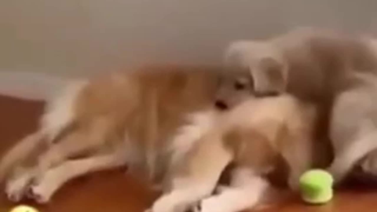 Cute baby cat thinks a dog his momma 🥰🥰