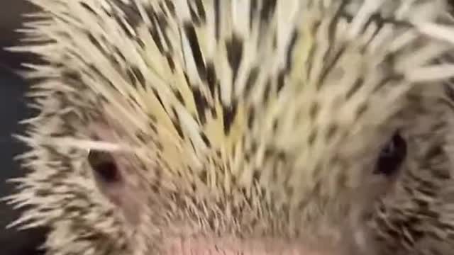 Rico the porcupine perfection 😍