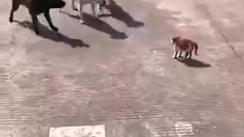 Cat funny vs dog