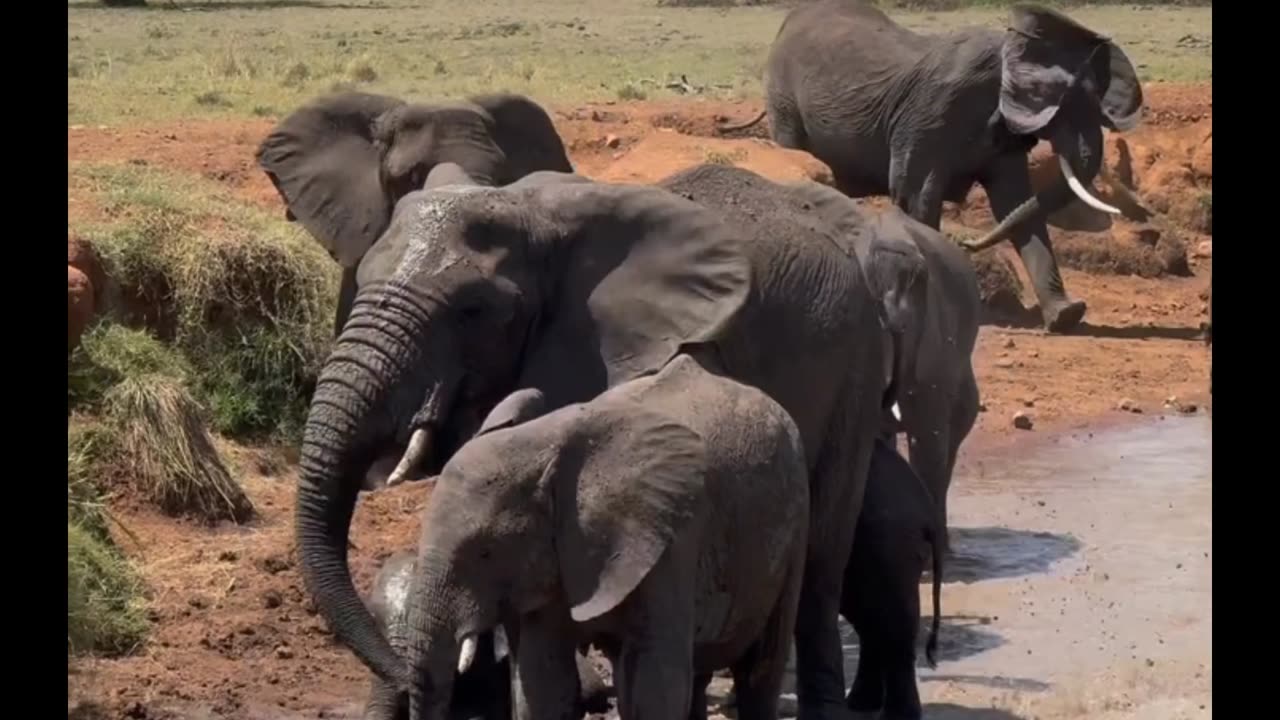 #Elephant