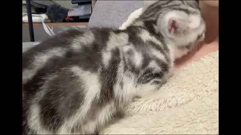 Cute Kitten: Little Kitten Adorable Moment