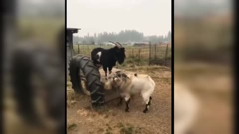 MOST FUNNY ANIMALS ON VIDEO CALL 😂😂 #funnyanimal #funnyvideos2024