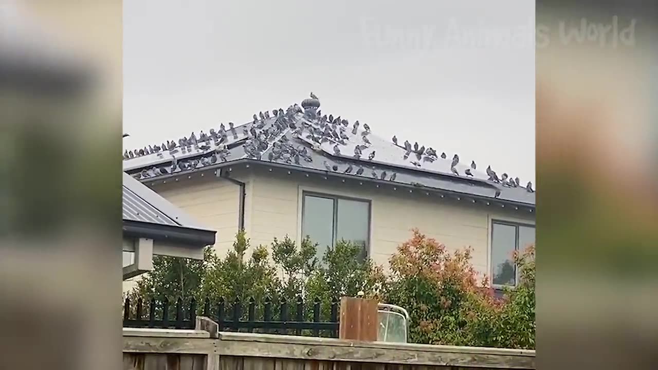 Try not to laugh