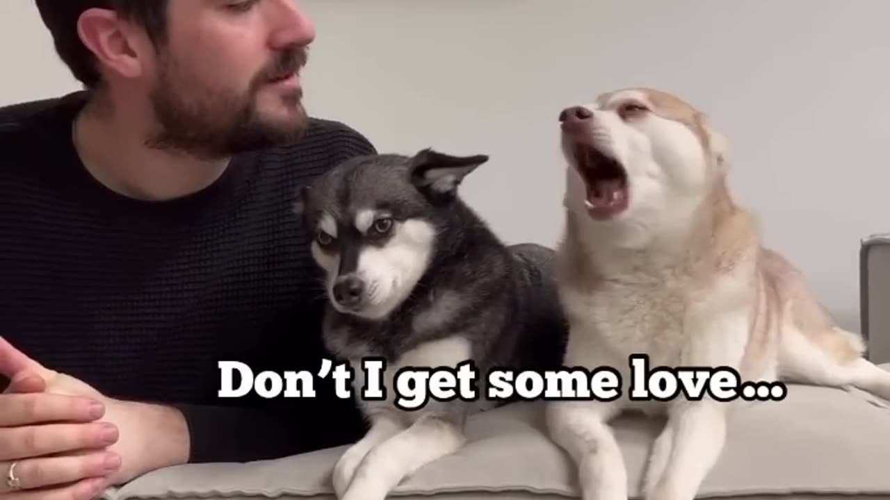 Jealous husky funny video 😂