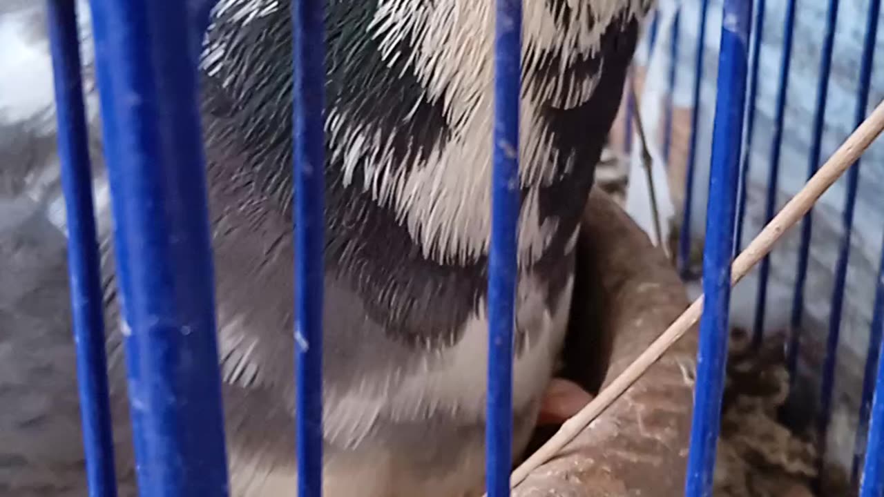 Baby Pigeon with mother