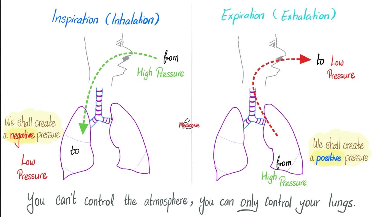 Mechanics of breathing | Respiratory physiology