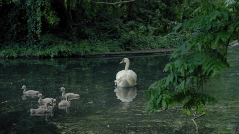 coverr young swans swim with their mother