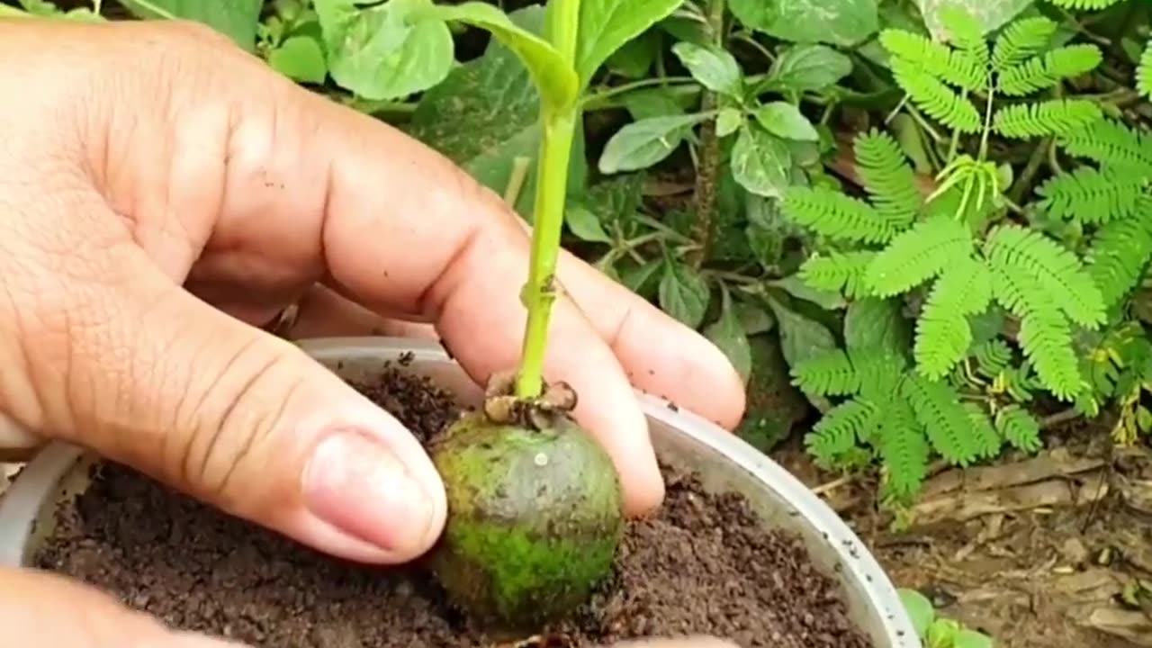 How To Growing Guava Tree Using Aloe vera & Eggs