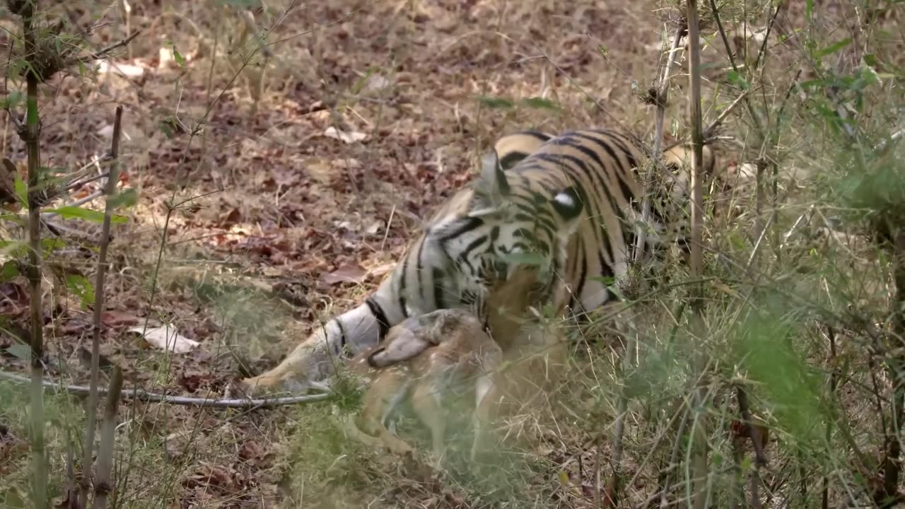 Tiger Mums