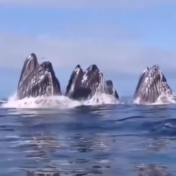 WHALES MAKING A SNACK