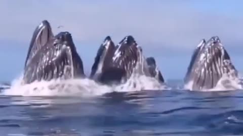 WHALES MAKING A SNACK