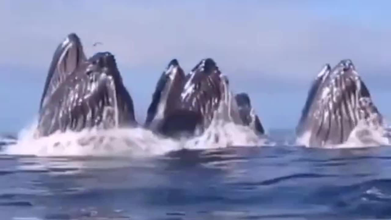 WHALES MAKING A SNACK