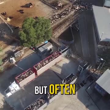 Support Animal Rights & Make A Difference!