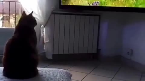 Cat funny videos 😄😄😜